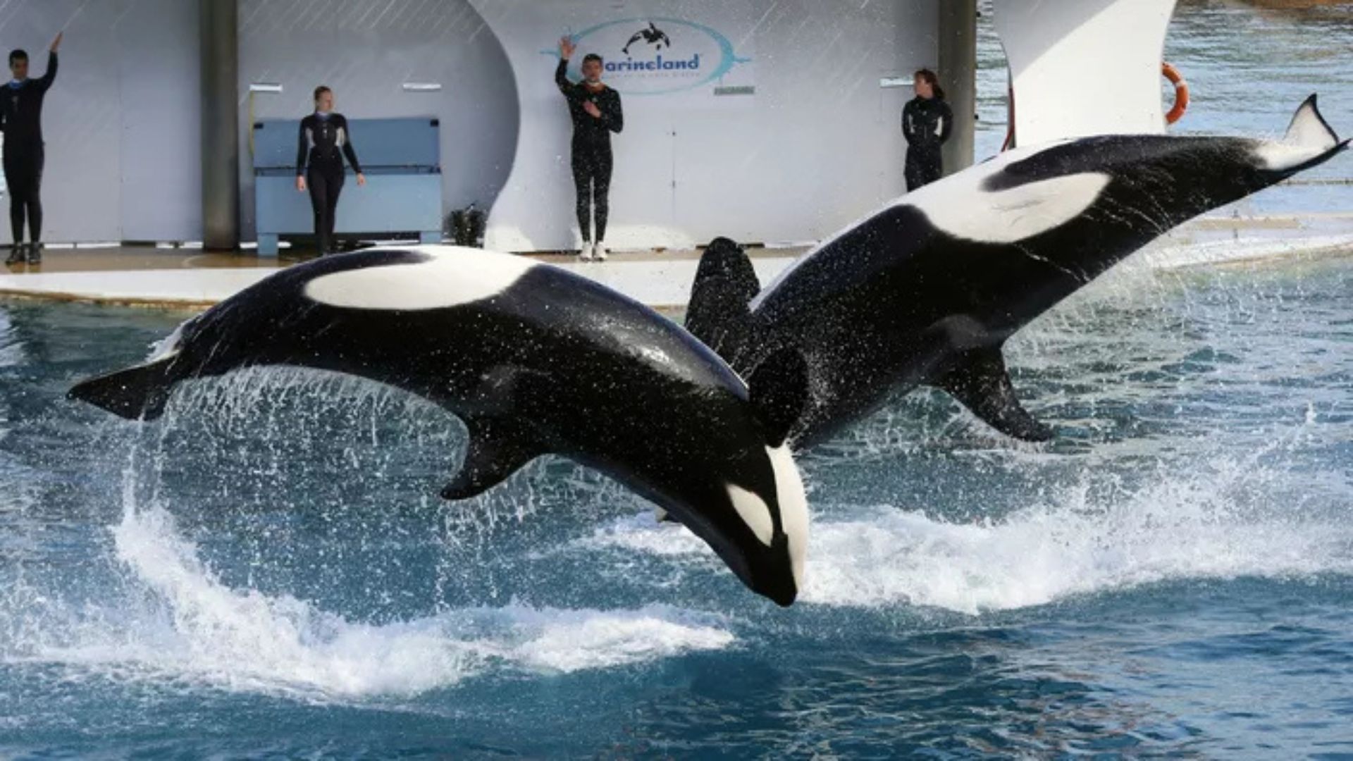 Quel est l’avenir pour les orques de Marineland ?